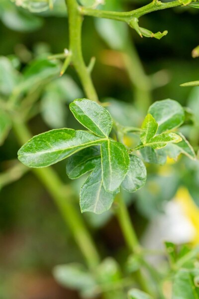 Bitterorange Poncirus trifoliata strauch Poncirus trifoliata Strauch