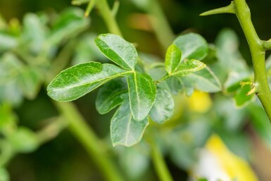 Bitterorange Poncirus trifoliata strauch Poncirus trifoliata Strauch