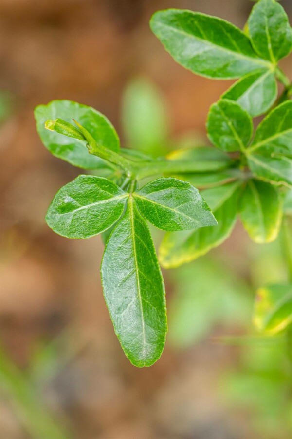 Bitterorange Poncirus trifoliata strauch Poncirus trifoliata Strauch