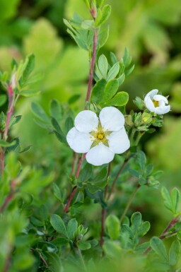 Fingerstrauch Potentilla fruticosa 'Abbotswood' strauch Potentilla fruticosa 'Abbotswood' Strauch