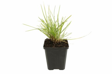 Herbstkopfgras Sesleria autumnalis 5-10 Topf 9x9 cm (P9)