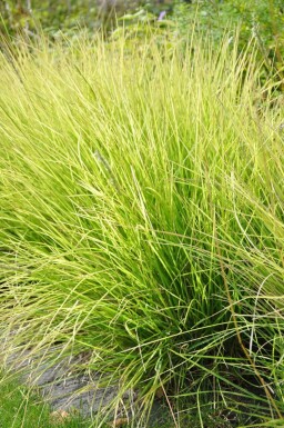 Herbstkopfgras Sesleria autumnalis 5-10 Topf 9x9 cm (P9)