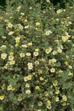 Fingerstrauch Potentilla fruticosa 'Limelight' strauch Potentilla fruticosa 'Limelight'
