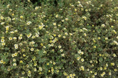 Fingerstrauch Potentilla fruticosa 'Limelight' strauch Potentilla fruticosa 'Limelight'