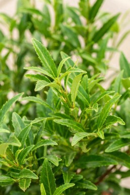 Kirschlorbeer Prunus laurocerasus 'Sofia' strauch Prunus laurocerasus 'Sofia' Strauch