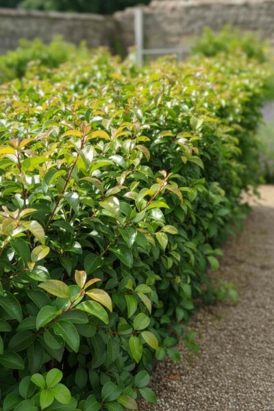 Portugiesischer kirschlorbeer Prunus lusitanica 'Tico' strauch Prunus lusitanica 'Tico' Strauch