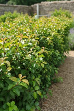 Portugiesischer kirschlorbeer Prunus lusitanica 'Tico' strauch Prunus lusitanica 'Tico' Strauch