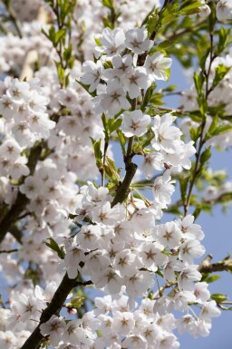 Zierkirsche Prunus yedoensis strauch Prunus yedoensis