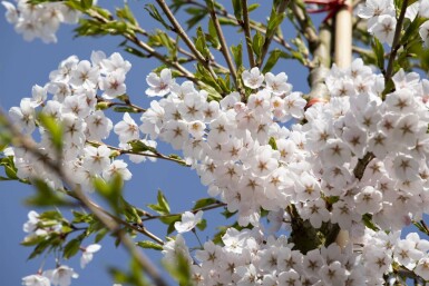 Zierkirsche Prunus yedoensis strauch Prunus yedoensis