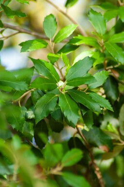 Steineiche Quercus ilex strauch Quercus ilex