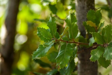 Steineiche Quercus ilex strauch Quercus ilex