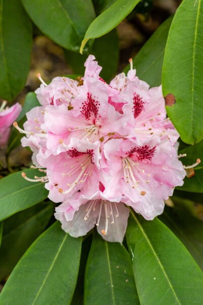 Alpenrose Rhododendron 'Albert Schweitzer' strauch Rhododendron 'Albert Schweitzer' Strauch