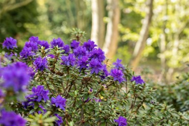 Alpenrose Rhododendron 'Azurika' strauch Rhododendron 'Azurika' Strauch