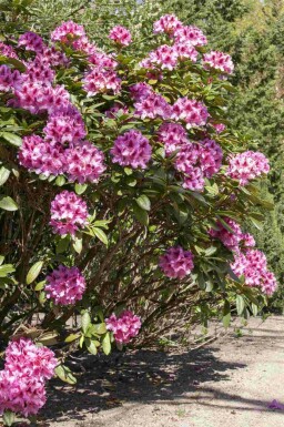 Alpenrose Rhododendron 'Cosmopolitan' strauch Rhododendron 'Cosmopolitan' Strauch