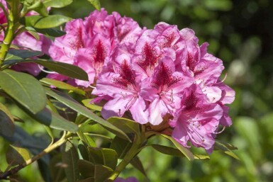 Alpenrose Rhododendron 'Cosmopolitan' strauch Rhododendron 'Cosmopolitan' Strauch