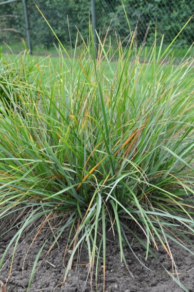 Grünes Kopfgras Sesleria heufleriana 5-10 Topf 9x9 cm (P9) Sesleria heufleriana