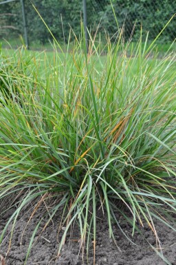 Grünes Kopfgras Sesleria heufleriana 5-10 Topf 9x9 cm (P9)