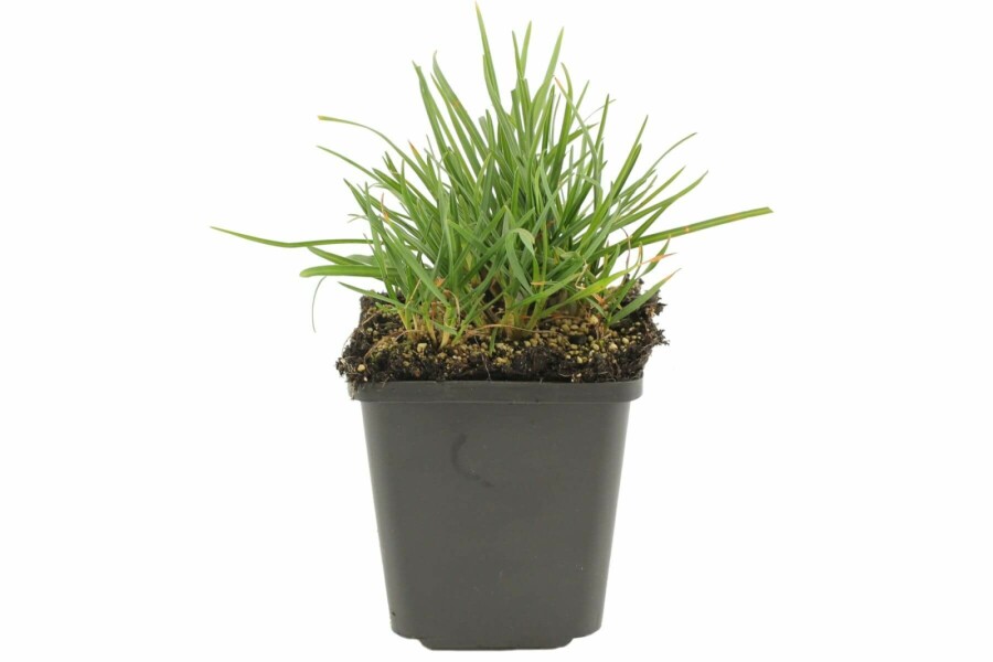 Grünes Kopfgras Sesleria heufleriana 5-10 Topf 9x9 cm (P9) Sesleria heufleriana