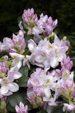 Alpenrose Rhododendron 'Gomer Waterer' strauch Rhododendron 'Gomer Waterer'
