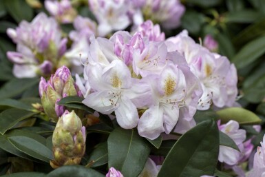 Alpenrose Rhododendron 'Gomer Waterer' strauch Rhododendron 'Gomer Waterer'