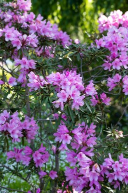 Alpenrose Rhododendron 'Graziella' strauch Rhododendron 'Graziella'
