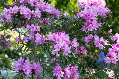 Alpenrose Rhododendron 'Graziella' strauch Rhododendron 'Graziella'