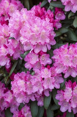 Alpenrose Rhododendron 'Kalinka' strauch Rhododendron 'Kalinka' Strauch
