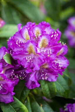 Alpenrose Rhododendron 'Marcel Menard' strauch Rhododendron 'Marcel Menard' Strauch