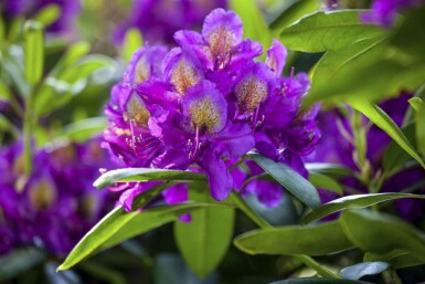 Alpenrose Rhododendron 'Marcel Menard' strauch Rhododendron 'Marcel Menard' Strauch