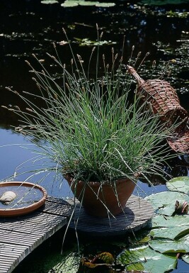 Silberschopfgras Sesleria nitida 5-10 Topf 9x9 cm (P9) Sesleria nitida