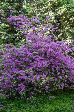 Rhododendron Rhododendron praecox strauch Rhododendron praecox