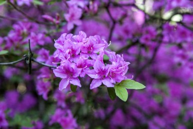 Rhododendron Rhododendron praecox strauch Rhododendron praecox