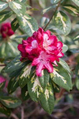 Alpenrose Rhododendron 'President Roosevelt' strauch Rhododendron 'President Roosevelt'