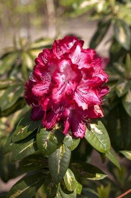 Alpenrose Rhododendron 'President Roosevelt' strauch Rhododendron 'President Roosevelt'