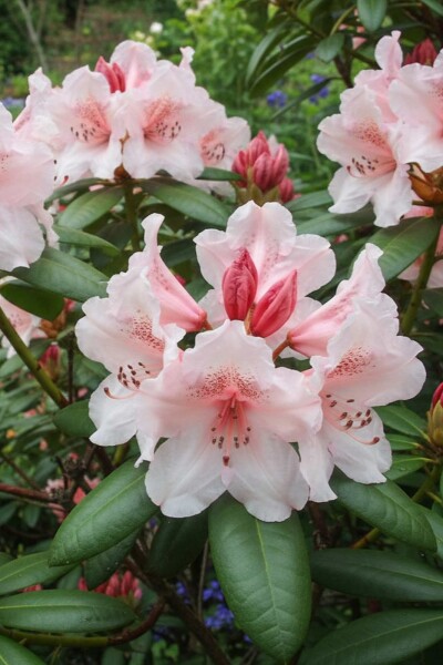 Alpenrose Rhododendron 'Virginia Richards' strauch Rhododendron 'Virginia Richards' Strauch
