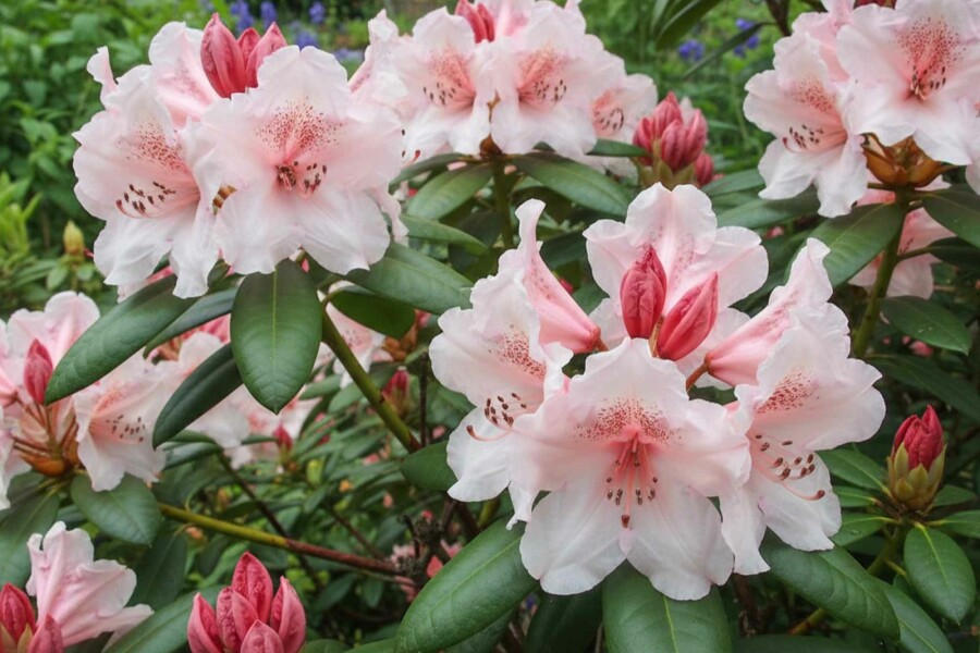 Alpenrose Rhododendron 'Virginia Richards' strauch Rhododendron 'Virginia Richards' Strauch
