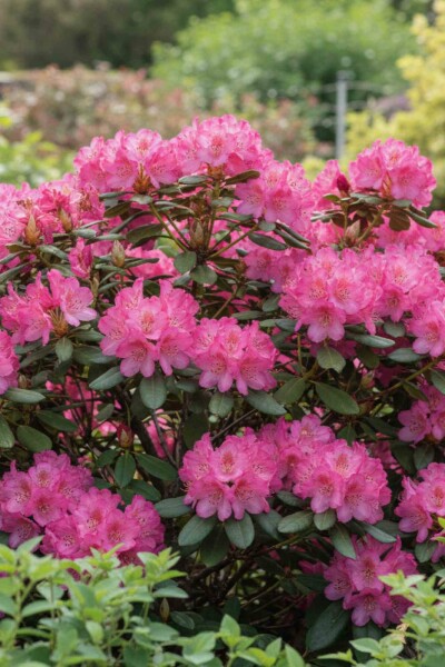 Alpenrose Rhododendron 'Wine and Roses' strauch Rhododendron 'Wine and Roses' Strauch