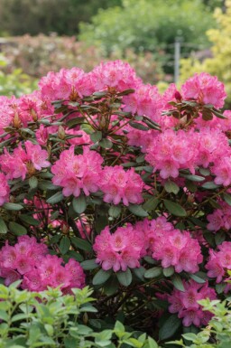 Alpenrose Rhododendron 'Wine and Roses' strauch Rhododendron 'Wine and Roses' Strauch
