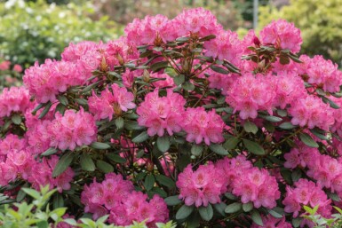 Alpenrose Rhododendron 'Wine and Roses' strauch Rhododendron 'Wine and Roses' Strauch
