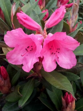 Alpenrose Rhododendron 'Winsome' strauch Rhododendron 'Winsome' Strauch