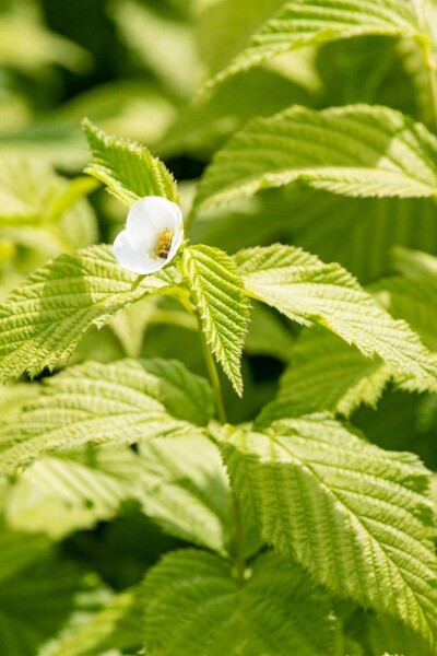 Perlmuttstrauch Rhodotypos scandens strauch Rhodotypos scandens Strauch