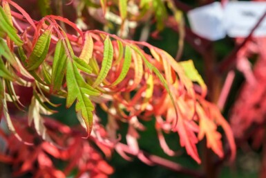 Essigbaum Rhus glabra 'Laciniata' strauch Rhus glabra 'Laciniata' Strauch