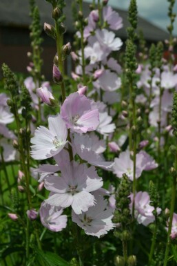 Präriemalve Sidalcea 'Elsie Heugh' 5-10 Topf 9x9 cm (P9) Sidalcea 'Elsie Heugh'