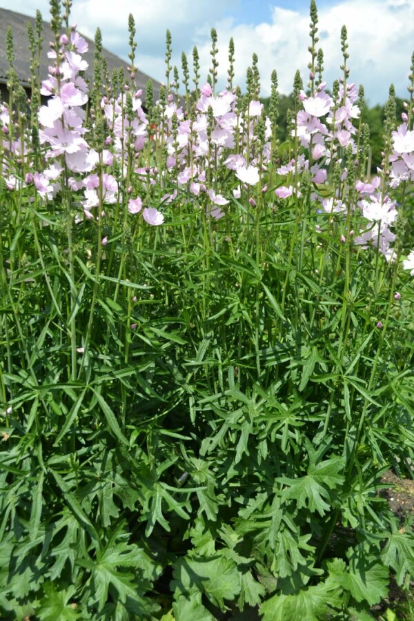 Präriemalve Sidalcea 'Elsie Heugh' 5-10 Topf 9x9 cm (P9) Sidalcea 'Elsie Heugh'