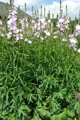 Präriemalve Sidalcea 'Elsie Heugh' 5-10 Topf 9x9 cm (P9) Sidalcea 'Elsie Heugh'