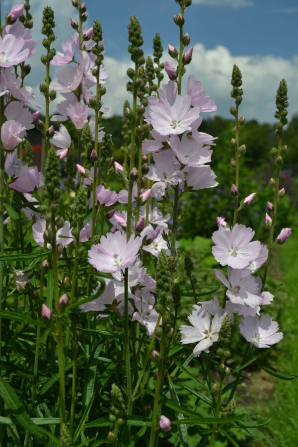 Präriemalve Sidalcea 'Elsie Heugh' 5-10 Topf 9x9 cm (P9) Sidalcea 'Elsie Heugh'