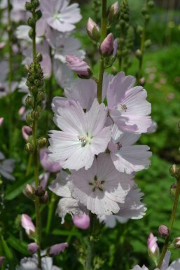 Präriemalve Sidalcea 'Elsie Heugh' 5-10 Topf 9x9 cm (P9) Sidalcea 'Elsie Heugh'