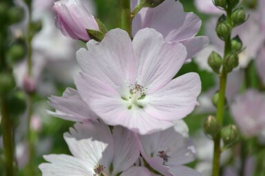 Präriemalve Sidalcea 'Elsie Heugh' 5-10 Topf 9x9 cm (P9) Sidalcea 'Elsie Heugh'