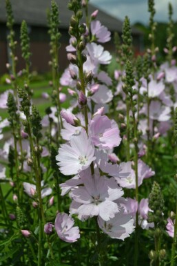 Präriemalve Sidalcea 'Elsie Heugh' 5-10 Topf 9x9 cm (P9) Sidalcea 'Elsie Heugh'