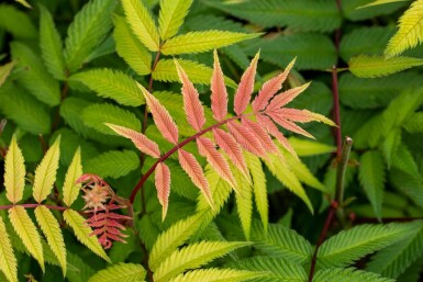 Essigbaum Rhus typhina strauch Rhus typhina